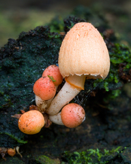 Coprinopsis mexicana