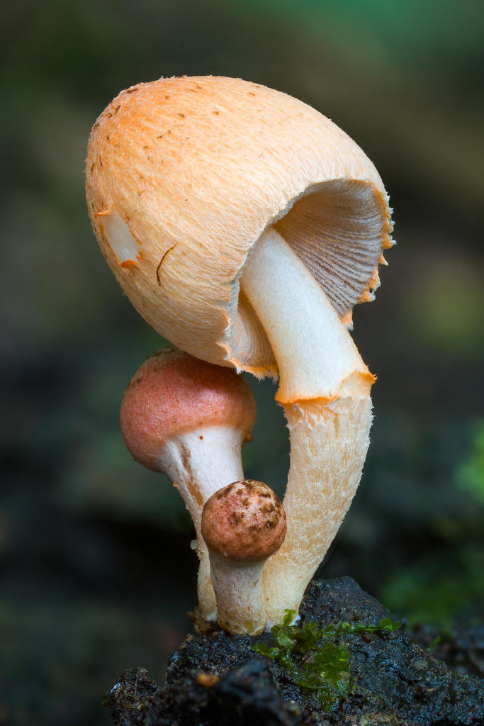 Coprinopsis sect. Xenobiae
