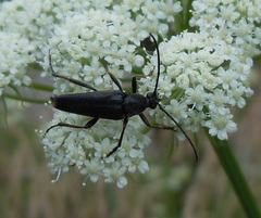 Pedostrangalia pubescens