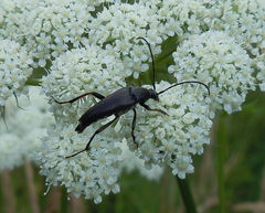 Pedostrangalia pubescens