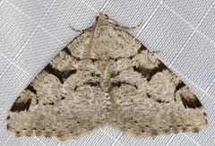 Macaria bitactata