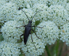 Pedostrangalia pubescens