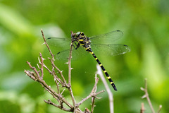 Cordulegaster erronea