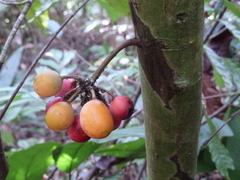 Unonopsis osae