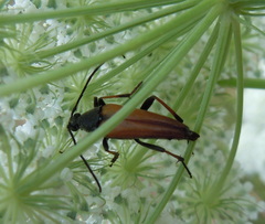 Pedostrangalia pubescens