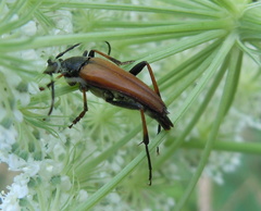 Pedostrangalia pubescens