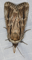 Sympistis extranea