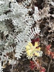 Astragalus miguelensis
