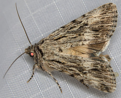 Sympistis poliochroa