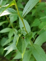 Asphondylia rosulata