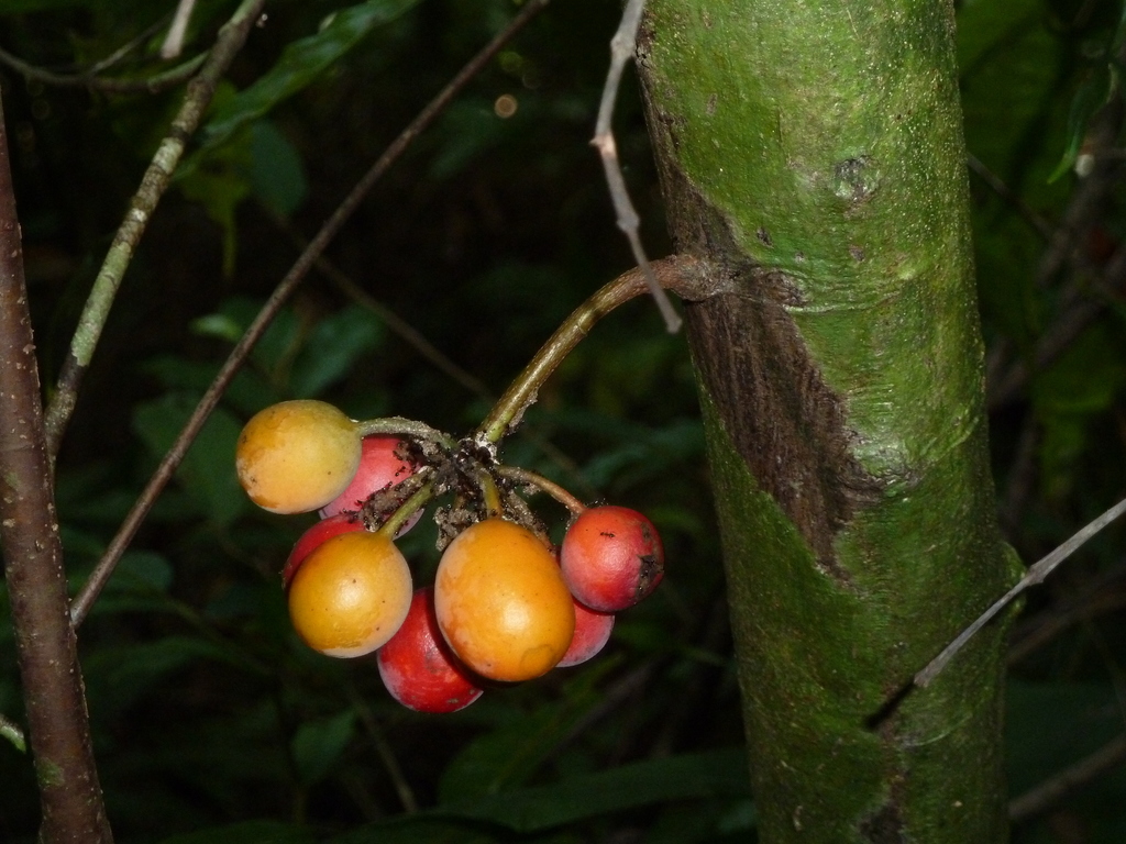 Unonopsis osae