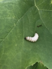 Eichlinia cucurbitae