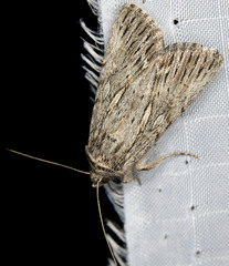 Sympistis poliochroa