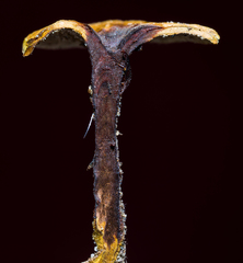 Phylloporia