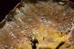 Phylloporia