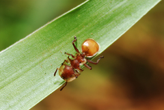 Cephalotes clypeatus