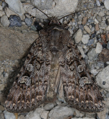 Euxoa terrenus