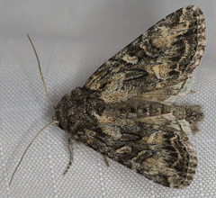 Aseptis characta
