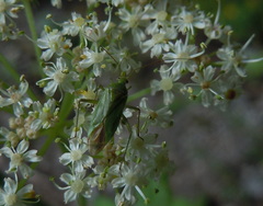 Calocoris