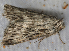 Sympistis poliochroa