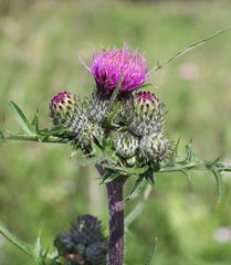 Cirsium oligophyllum