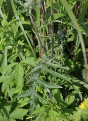 Cirsium oligophyllum