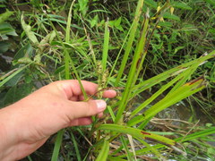 Carex frankii