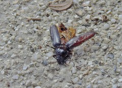 Archodontes melanopus