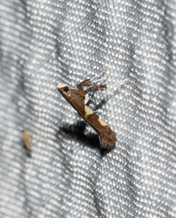 Caloptilia umbratella