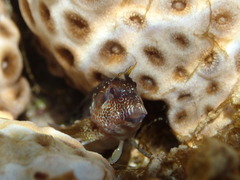 Parablennius postoculomaculatus