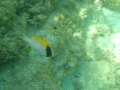 Chromis klunzingeri