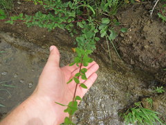 Desmodium marilandicum