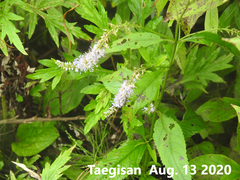Veronica linariifolia