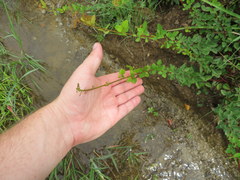 Desmodium marilandicum