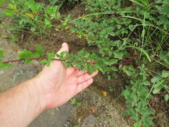 Desmodium marilandicum