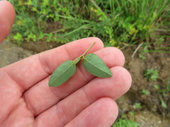 Desmodium marilandicum