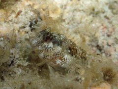 Parablennius postoculomaculatus