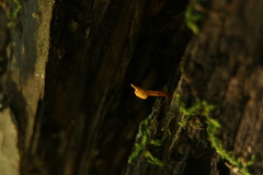 Ophiocordyceps variabilis