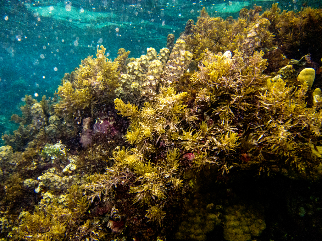 Sargassum pacificum