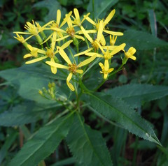 Senecio nemorensis