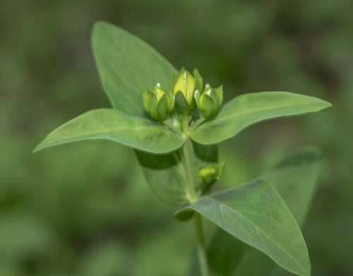 Great St. Johnswort (Hypericum ascyron)