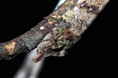 Calumma nasutum