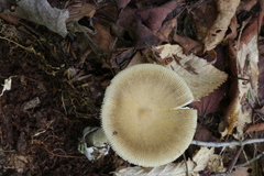 Amanita sinicoflava