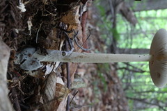 Amanita sinicoflava