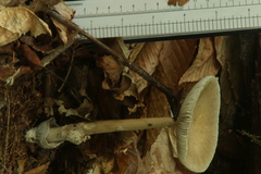 Amanita sinicoflava