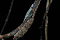 Calumma nasutum