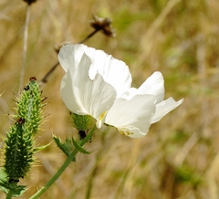 Argemone polyanthemos