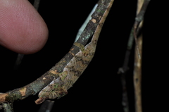 Calumma nasutum