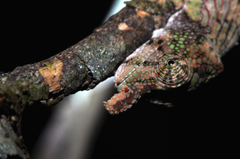Calumma nasutum