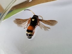 Ichneumon ambulatorius
